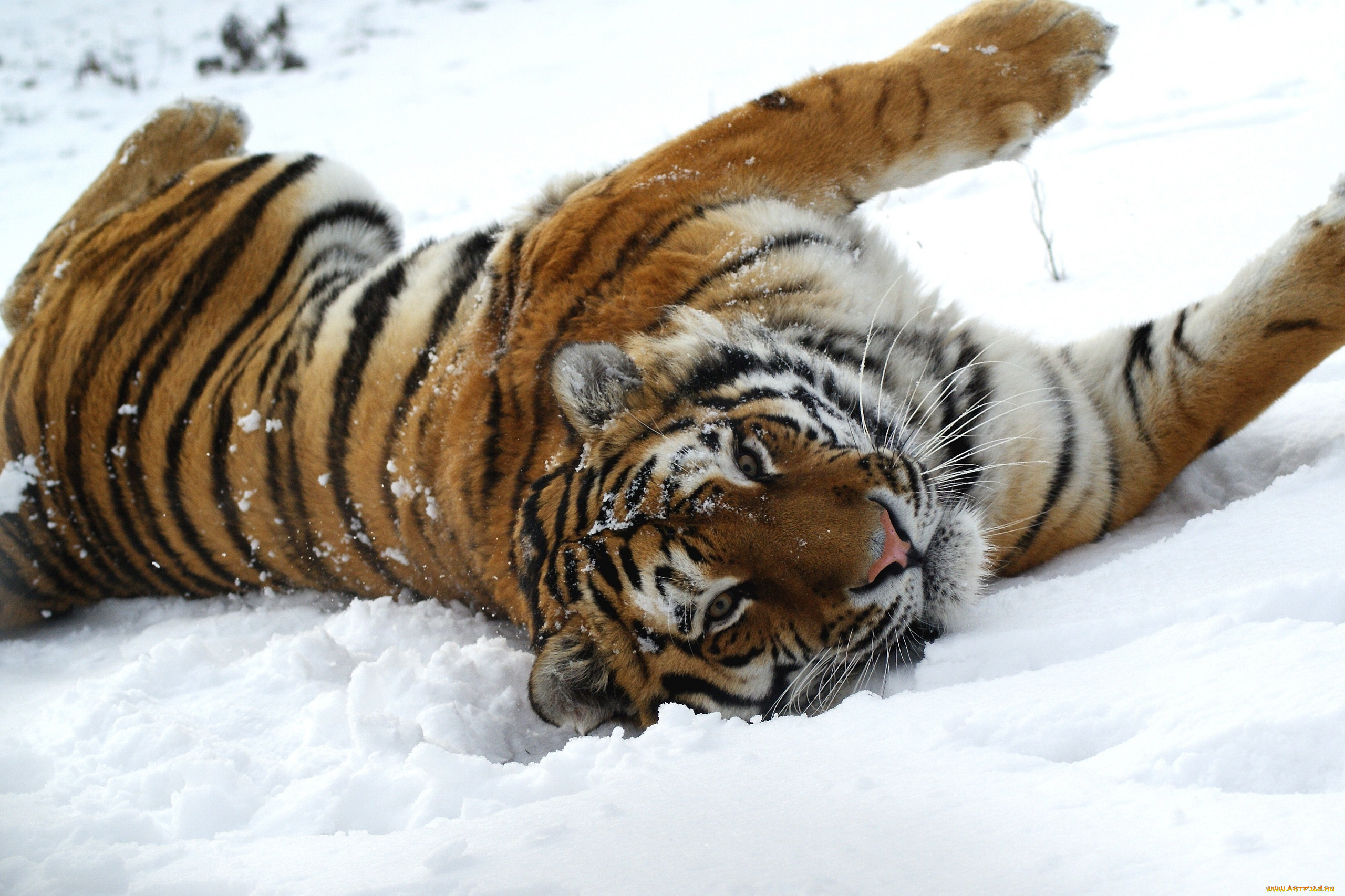 животные, тигры, тигр, кошка, снег
