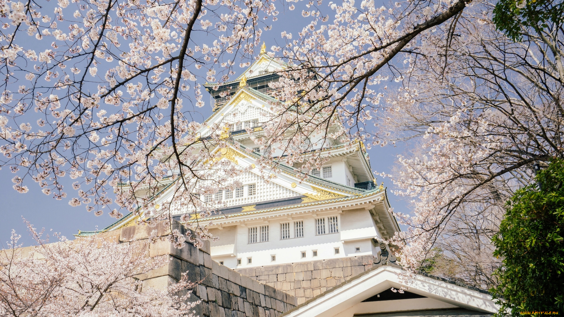 города, -, здания, , дома, замок, japan, osaka, castle, вишня, сакура, деревья, Япония, осака, park, весна, цветение, ветки