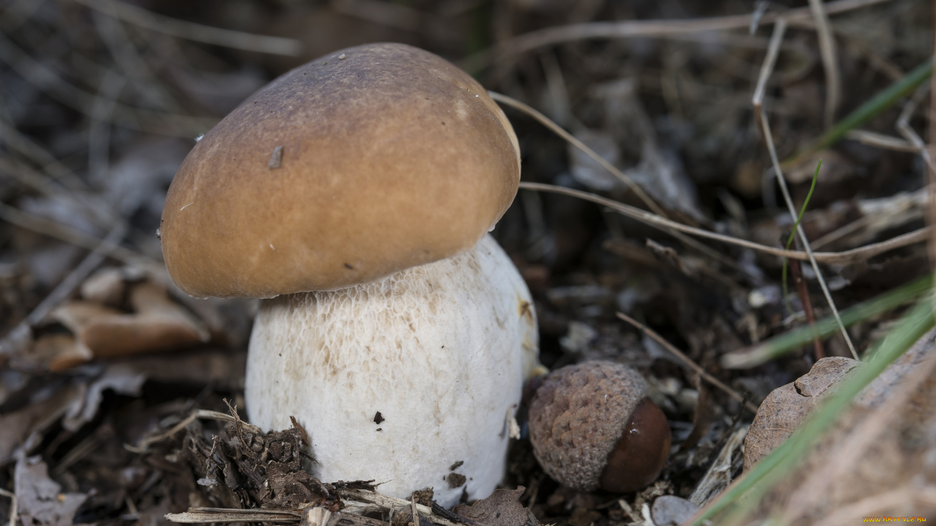 природа, грибы, белый