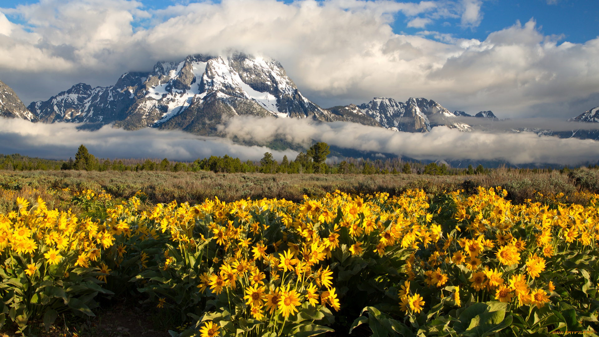 природа, пейзажи, mount, moran, rocky, mountains, grand, teton, national, park, wyoming, гора, моран, скалистые, горы, гранд-титон, вайоминг, облака, луг, цветы