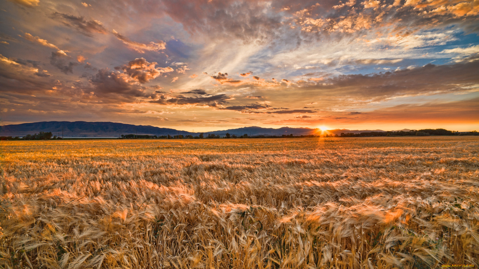 пшеница природа поле закат без смс