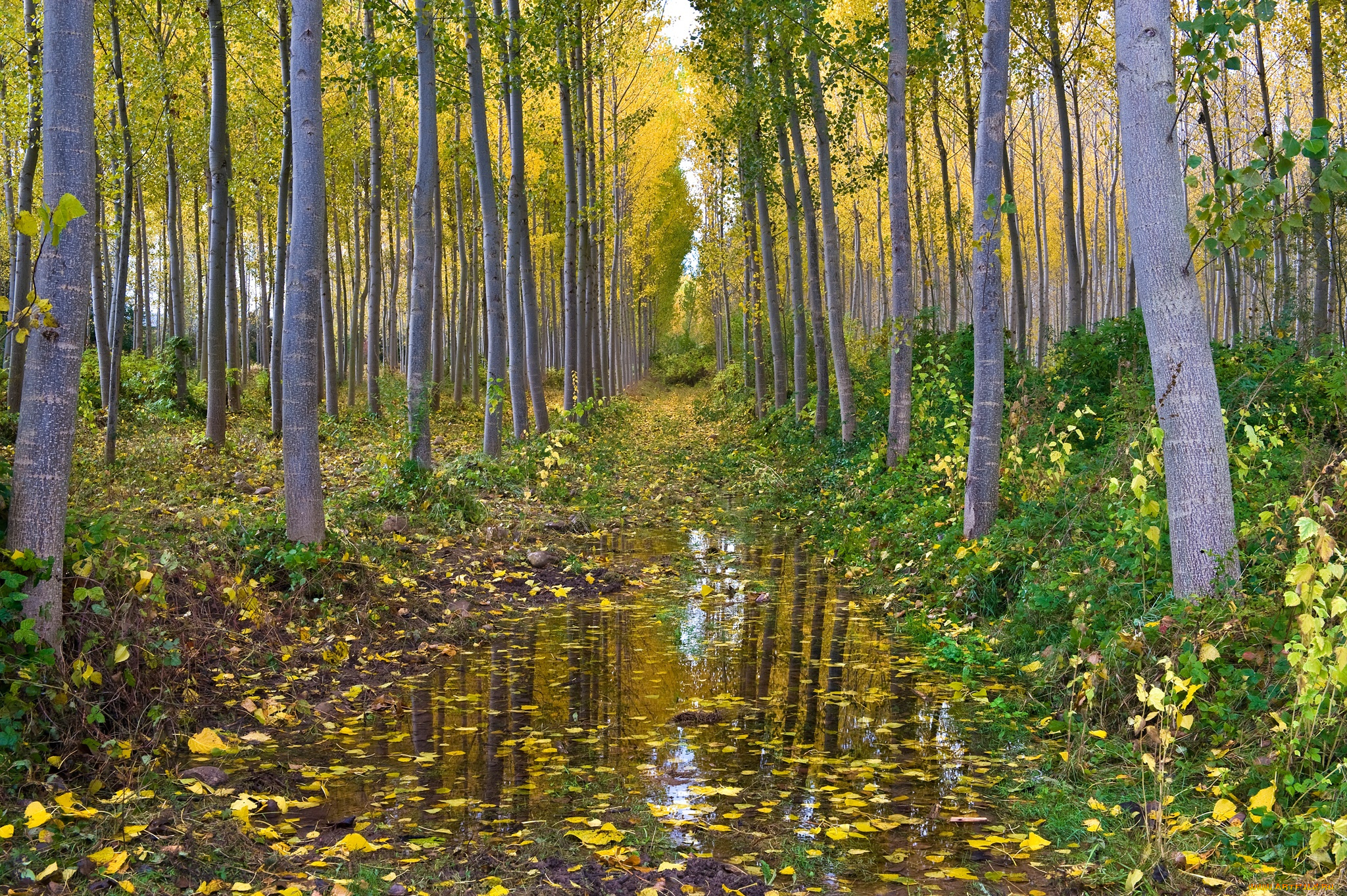 природа, лес, осень, вода, осина, роща