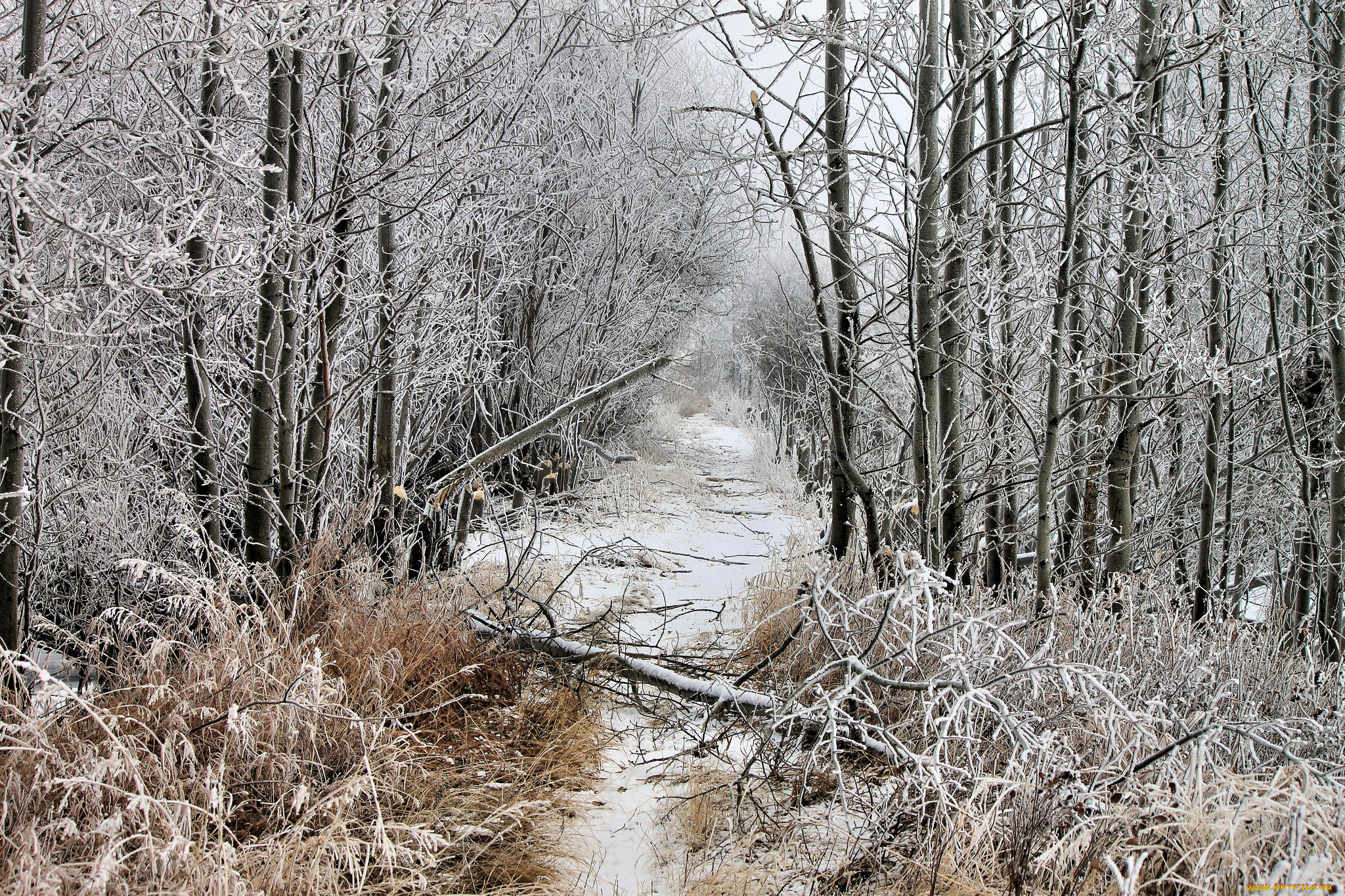 природа, зима, просека, снег, упавшее, дерево, иней