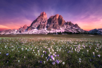 Картинка природа горы долина трава цветы
