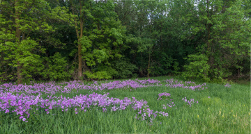 Картинка природа луга цветы поляна лес