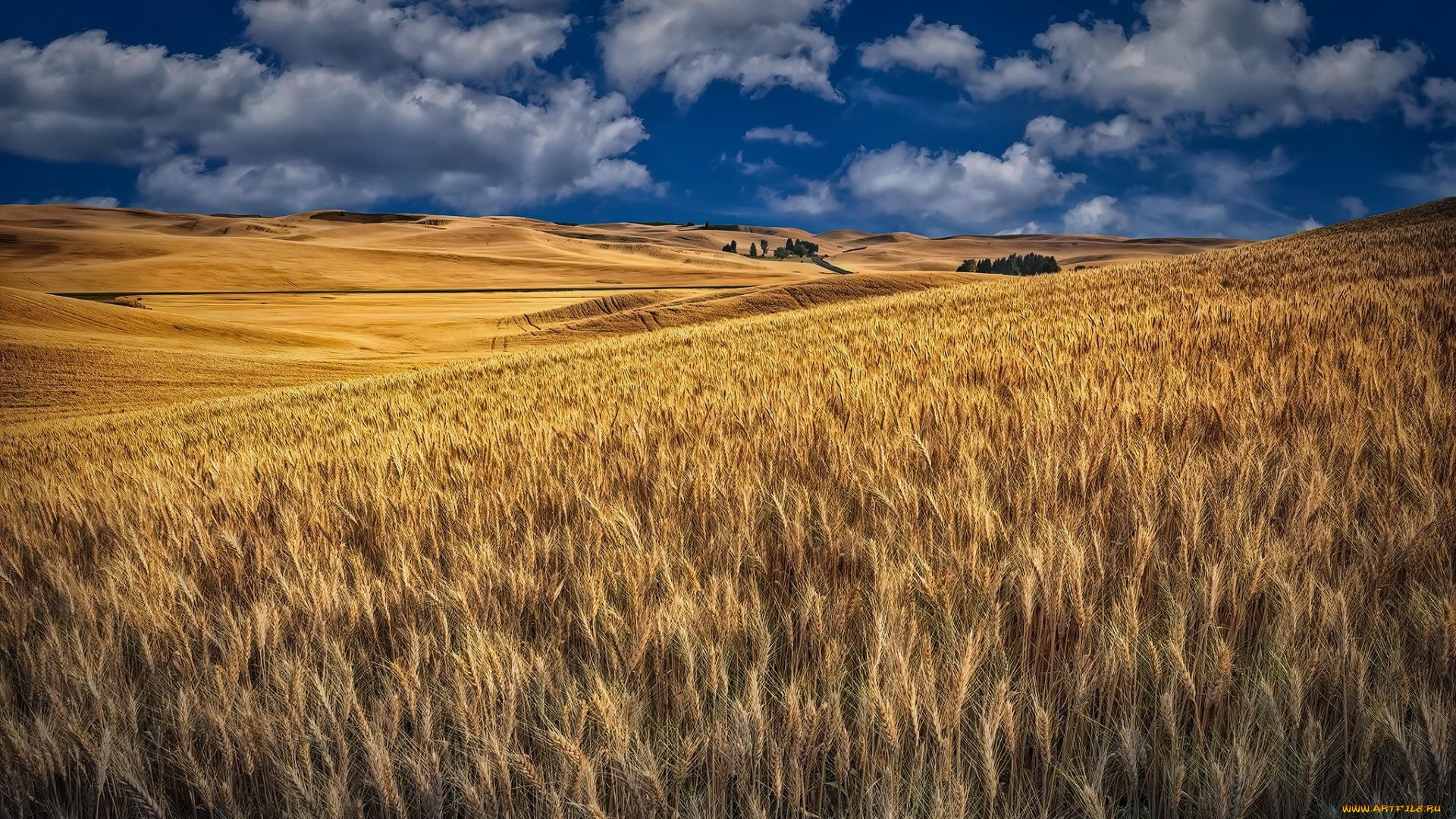 природа, поля, пшеница, поле, урожай