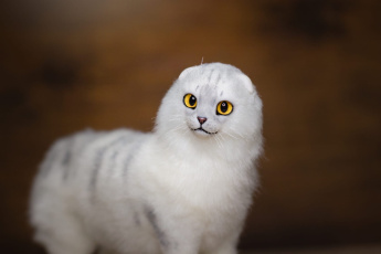 Картинка разное игрушки кот белый
