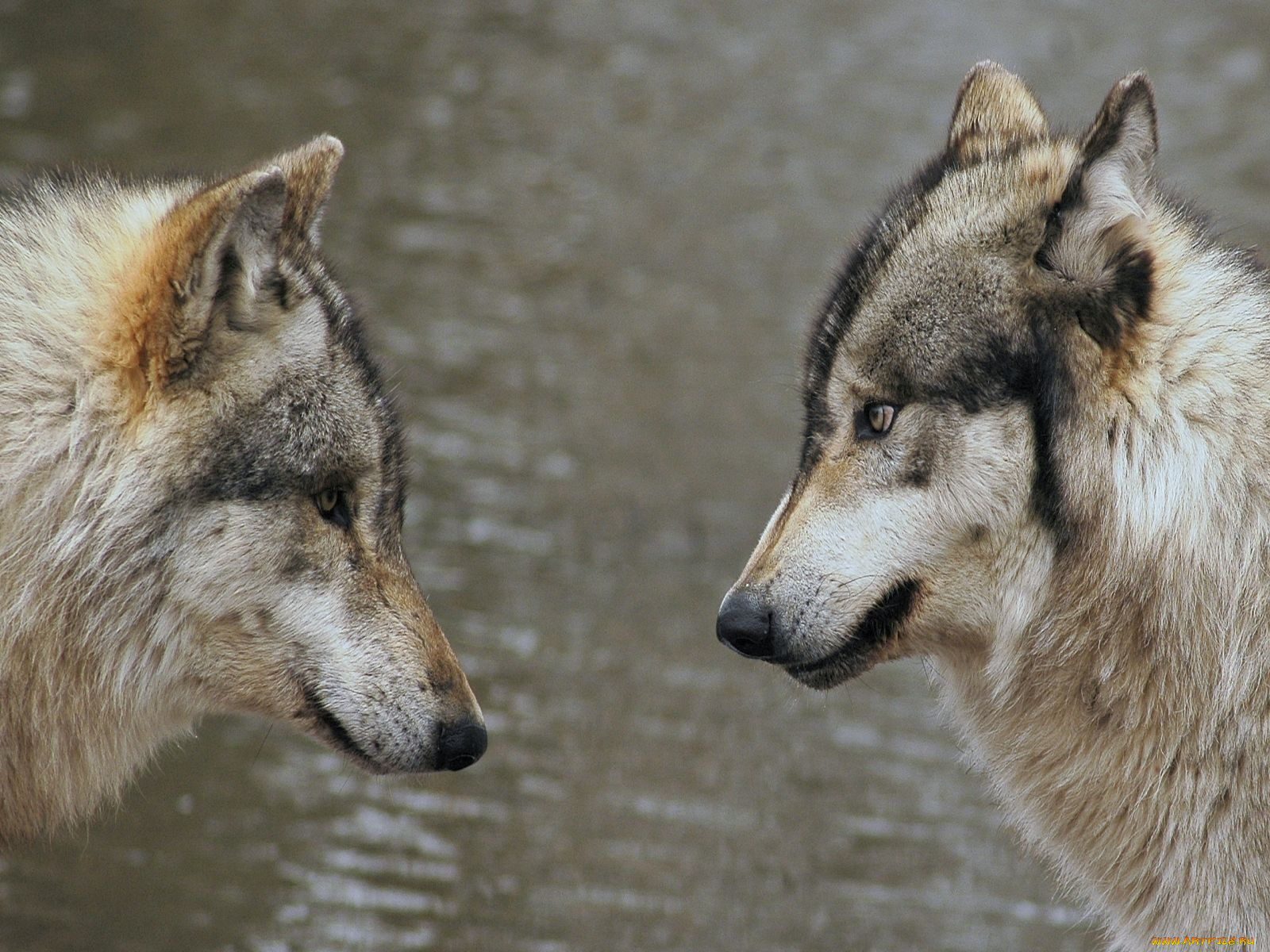 Волки друг на друге