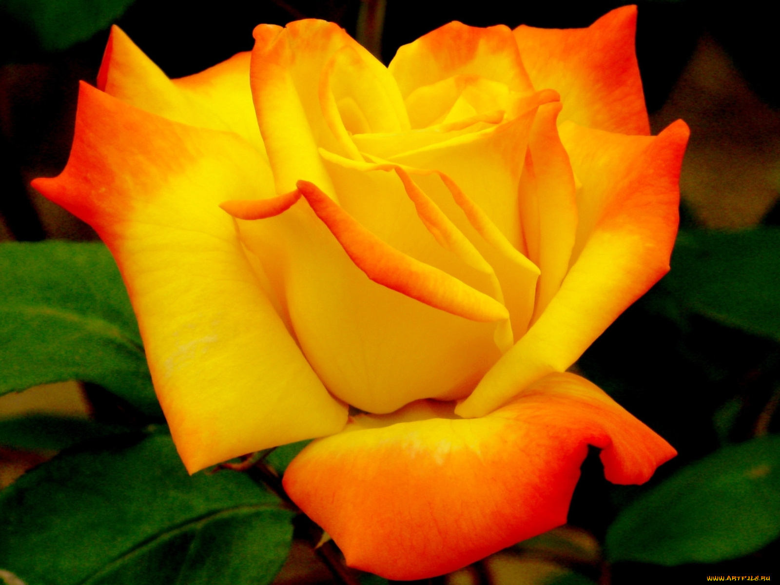 цветы, розы, оранжевый, желтый