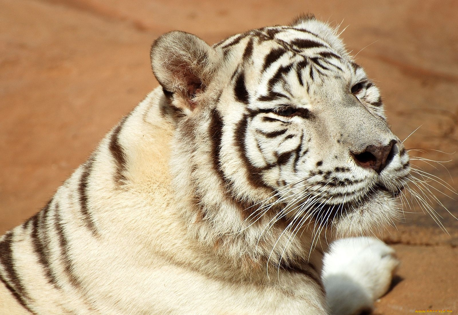 животные, тигры, white