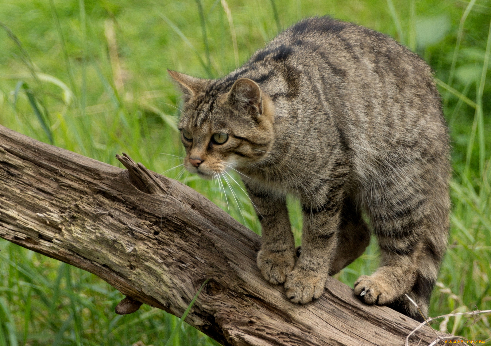 шотландский, лесной, кот, животные, дикие, кошки, готовность, серый