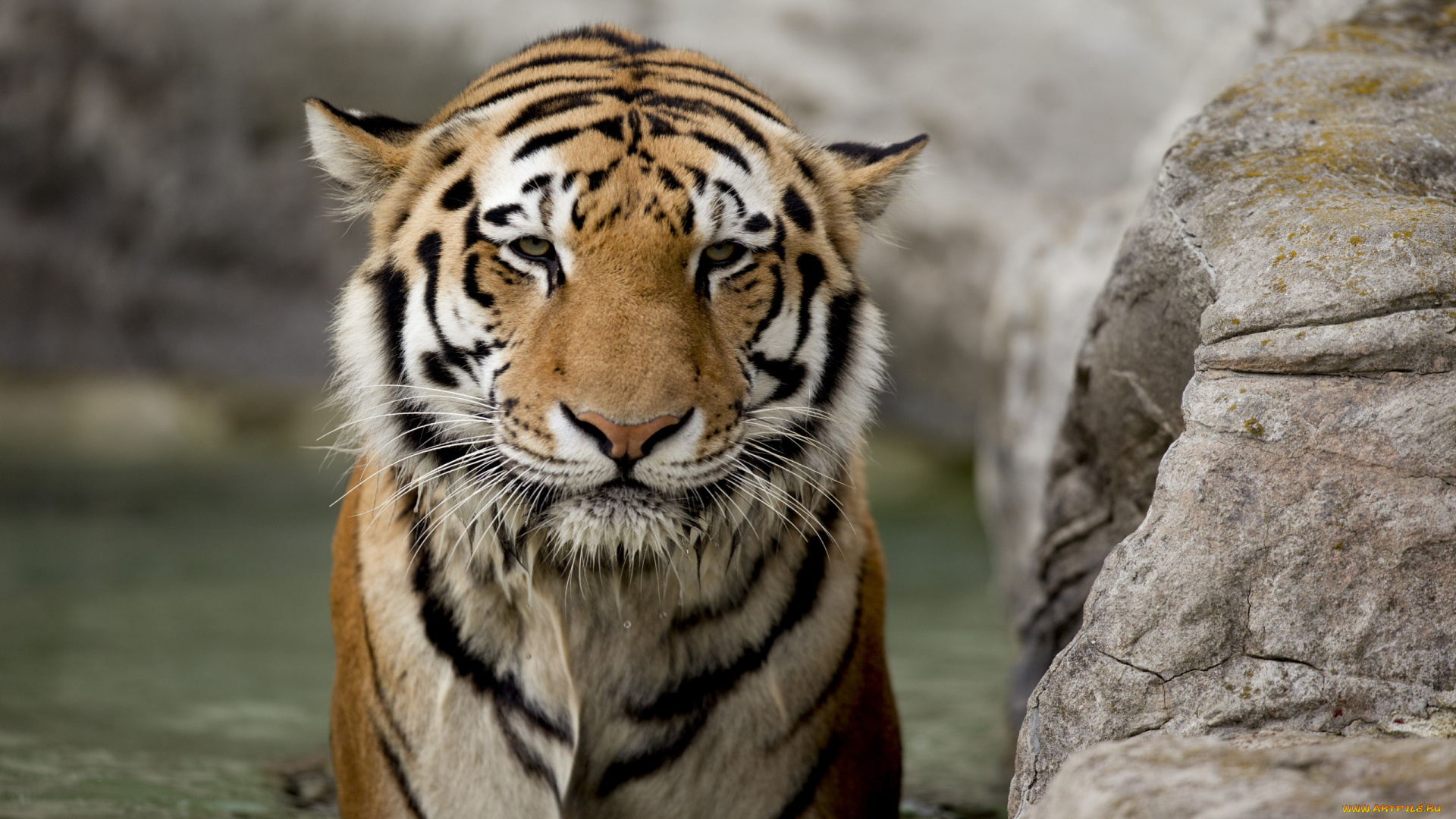 tiger, животные, тигры, полосатый, тигр, красавец
