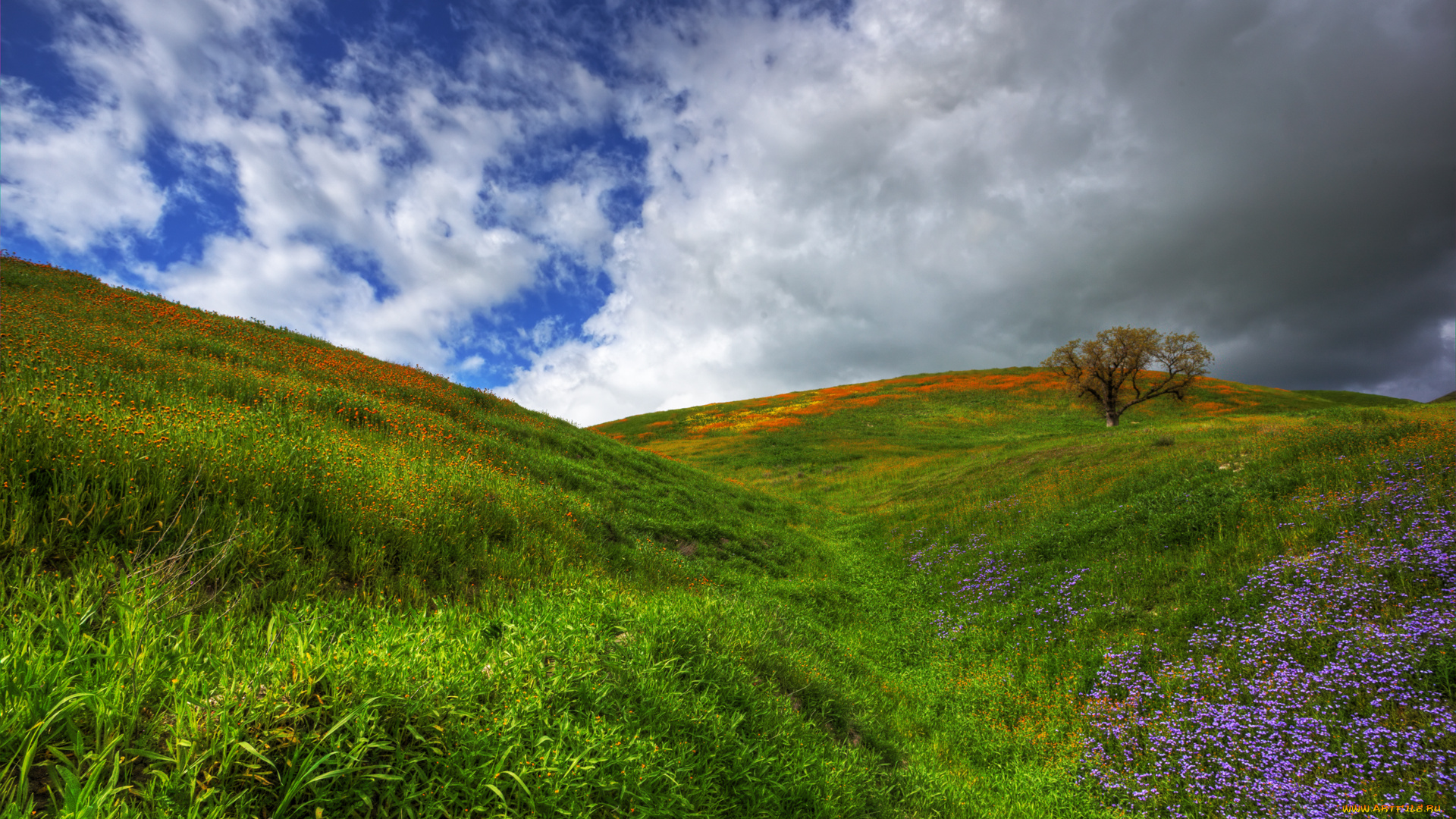 wildflowers, природа, луга, луг, холмы, цветы, деревья