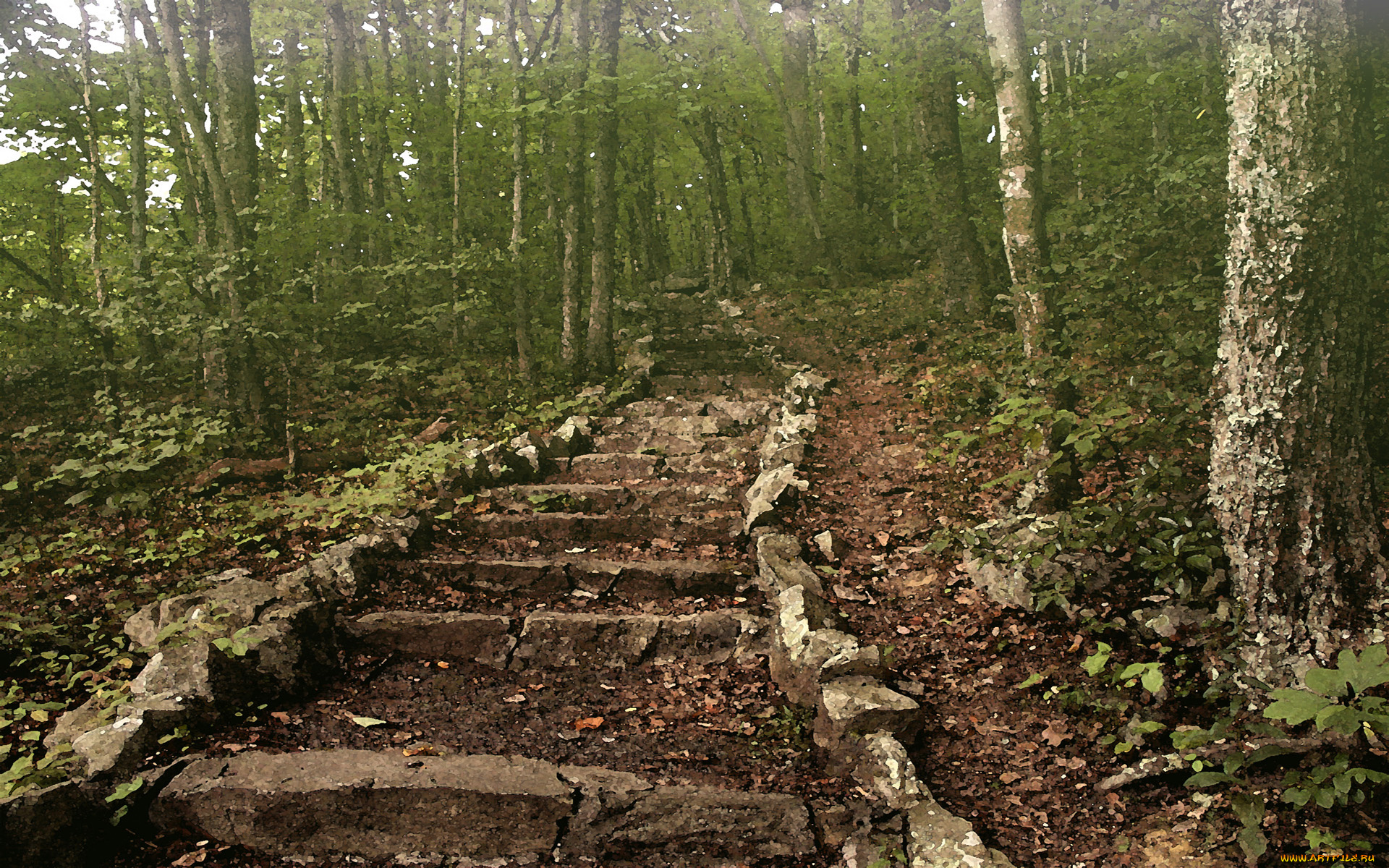 steps, to, pinnacle, rock, разное, компьютерный, дизайн, лес, стволы, лесница