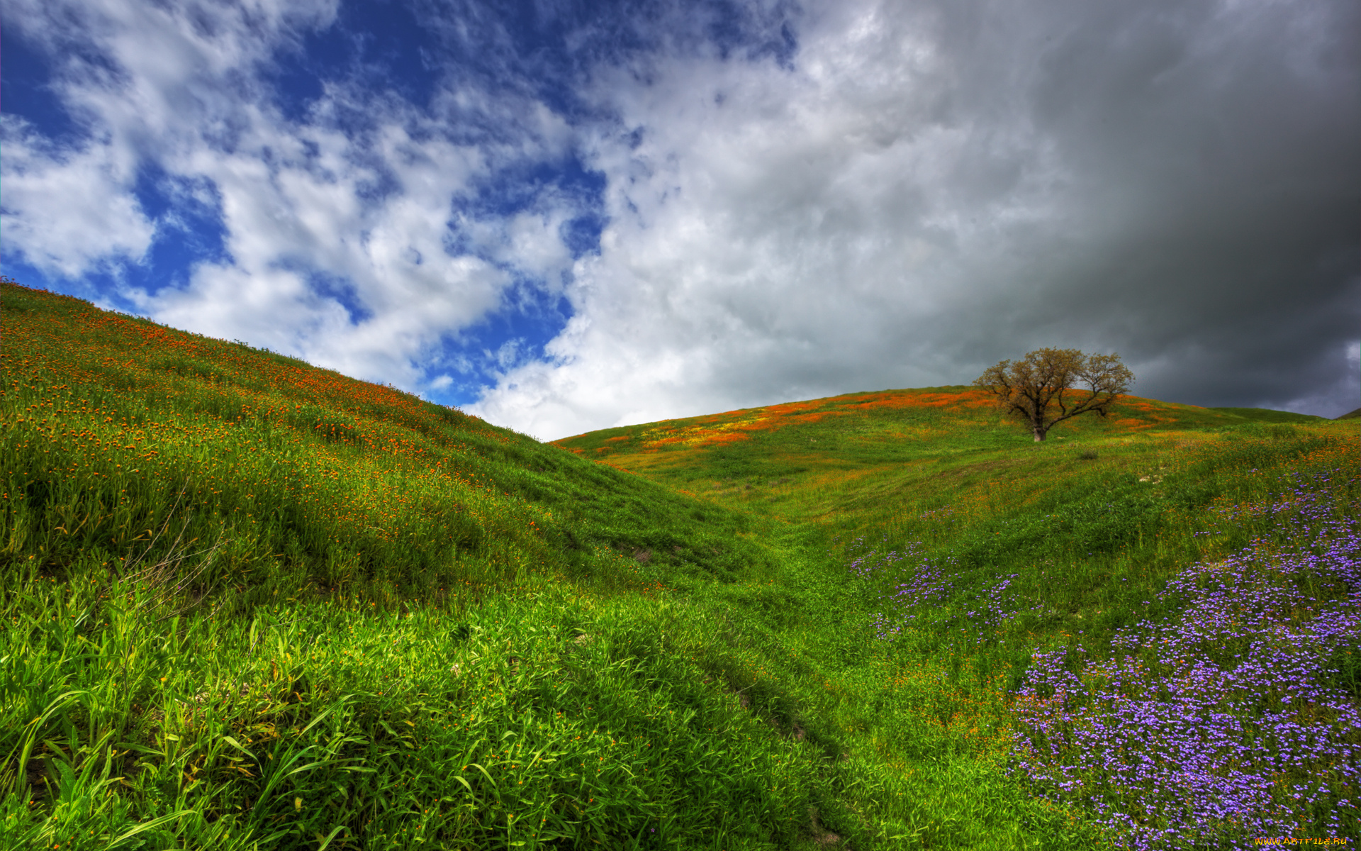 wildflowers, природа, луга, луг, холмы, цветы, деревья