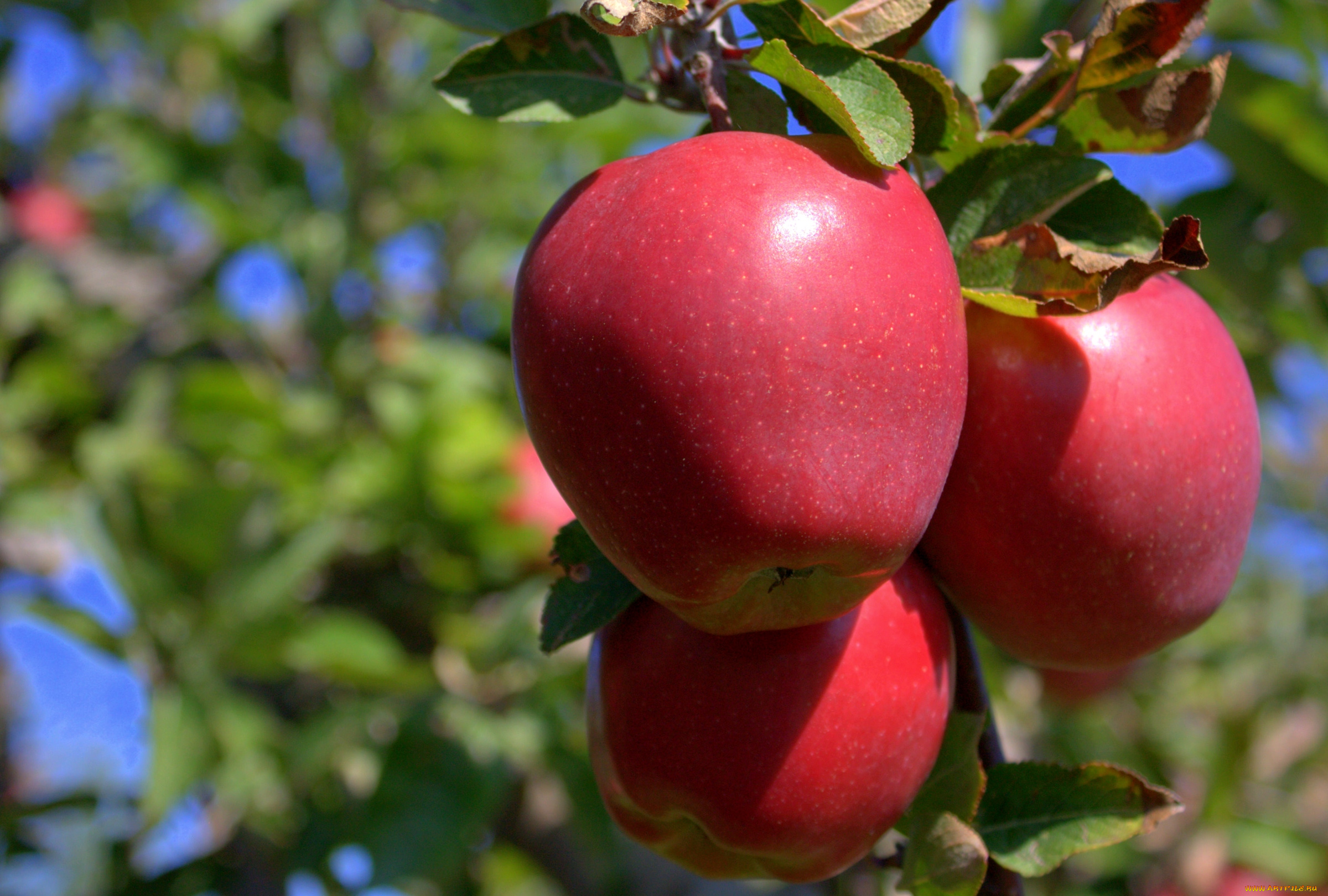 природа, плоды, ветка, яблоки