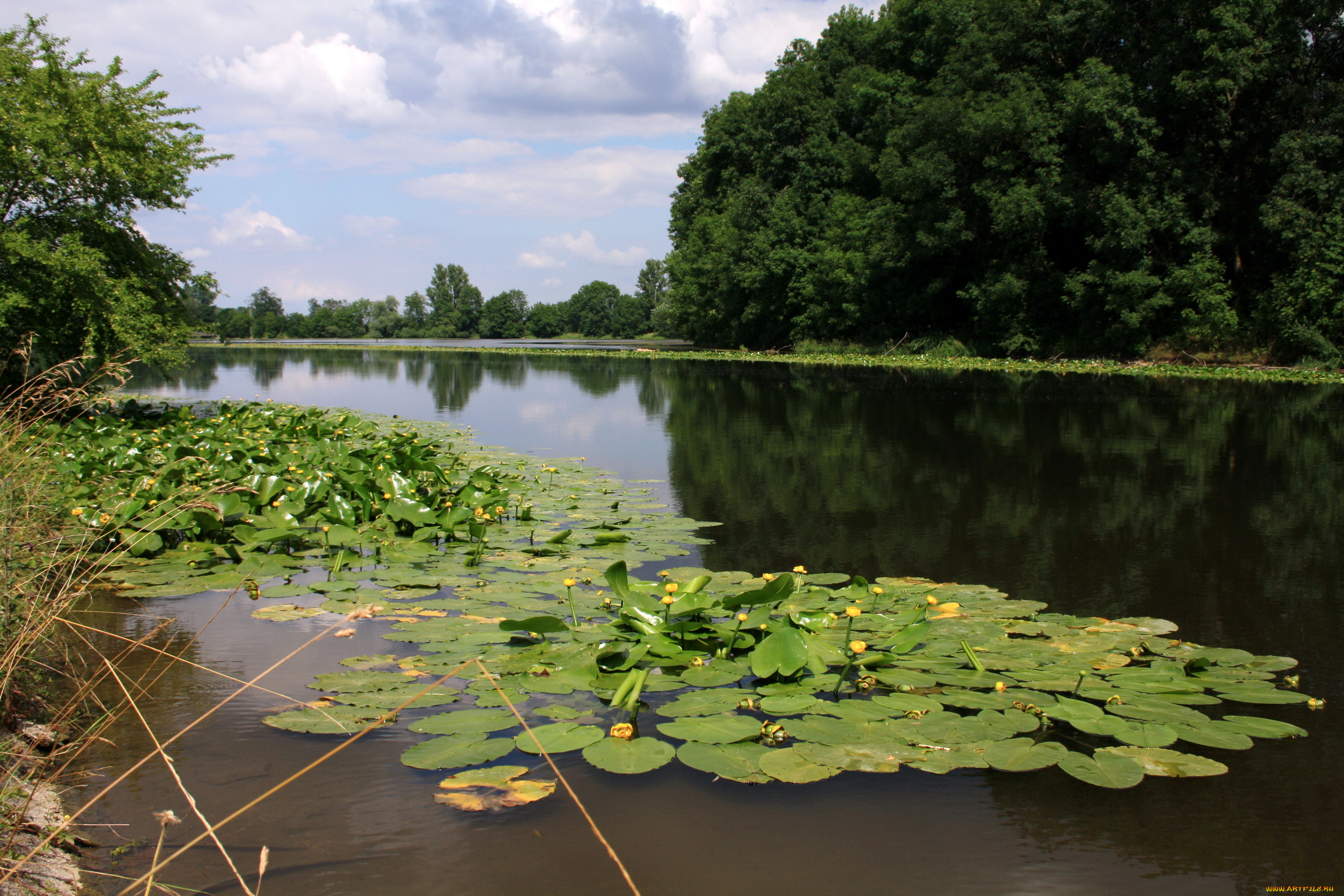 германия, природа, реки, озера, кувшинки, лес, река