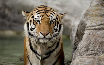 Картинка tiger животные тигры полосатый тигр красавец