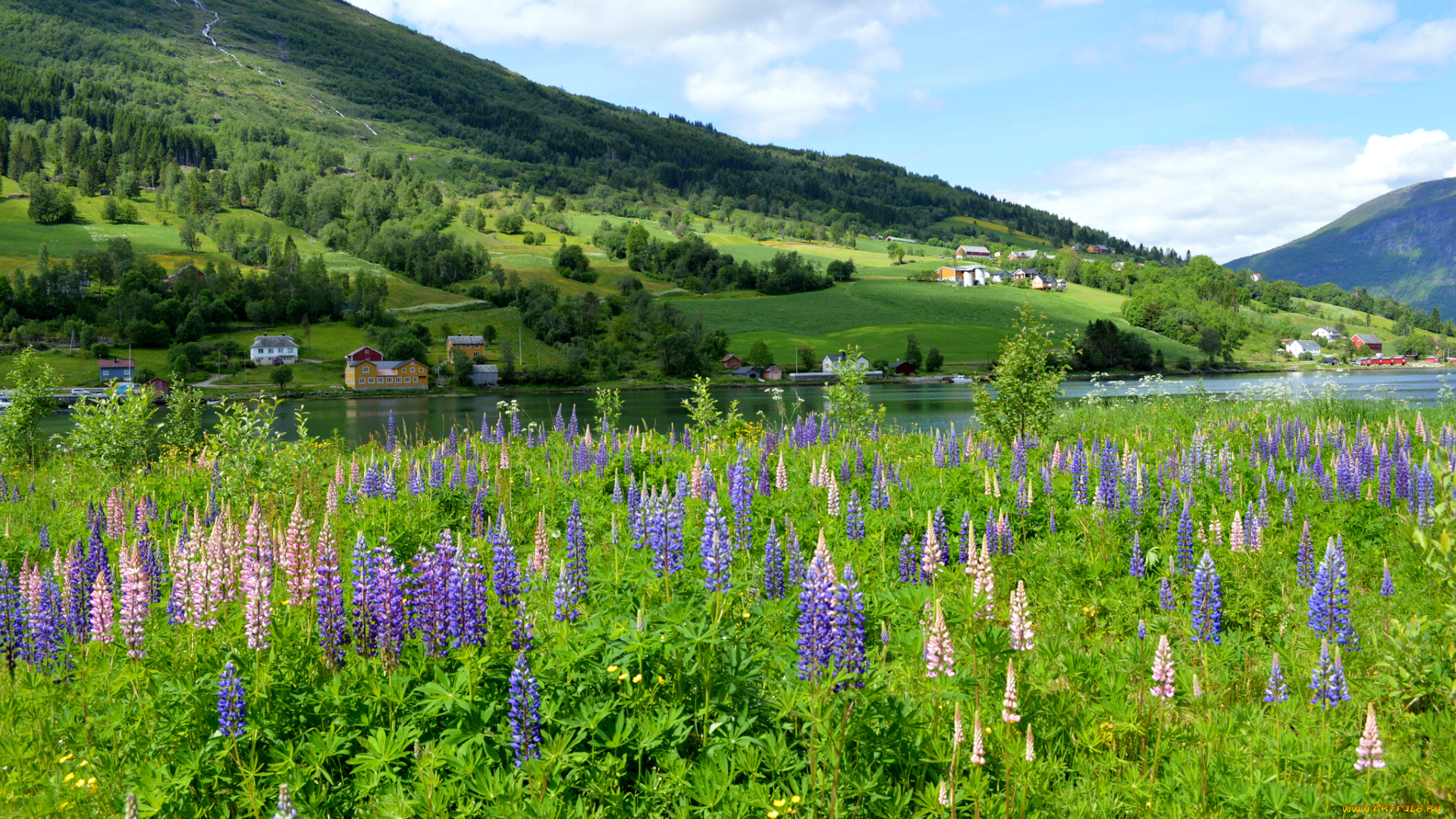 природа, луга, дома, зелень, горы, река, цветы, люпин, луг, норвегия