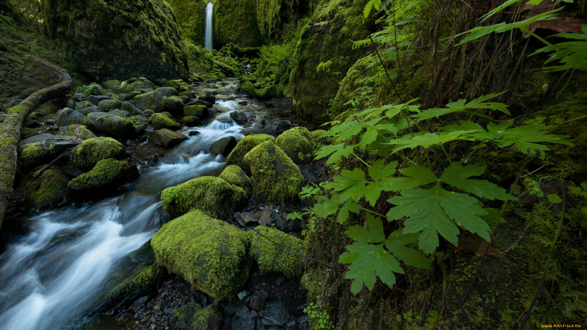 природа, водопады, columbia, river, gorge, oregon, водопад, ручей, камни, мох, листья, mossy, grotto, falls, ruckel, creek