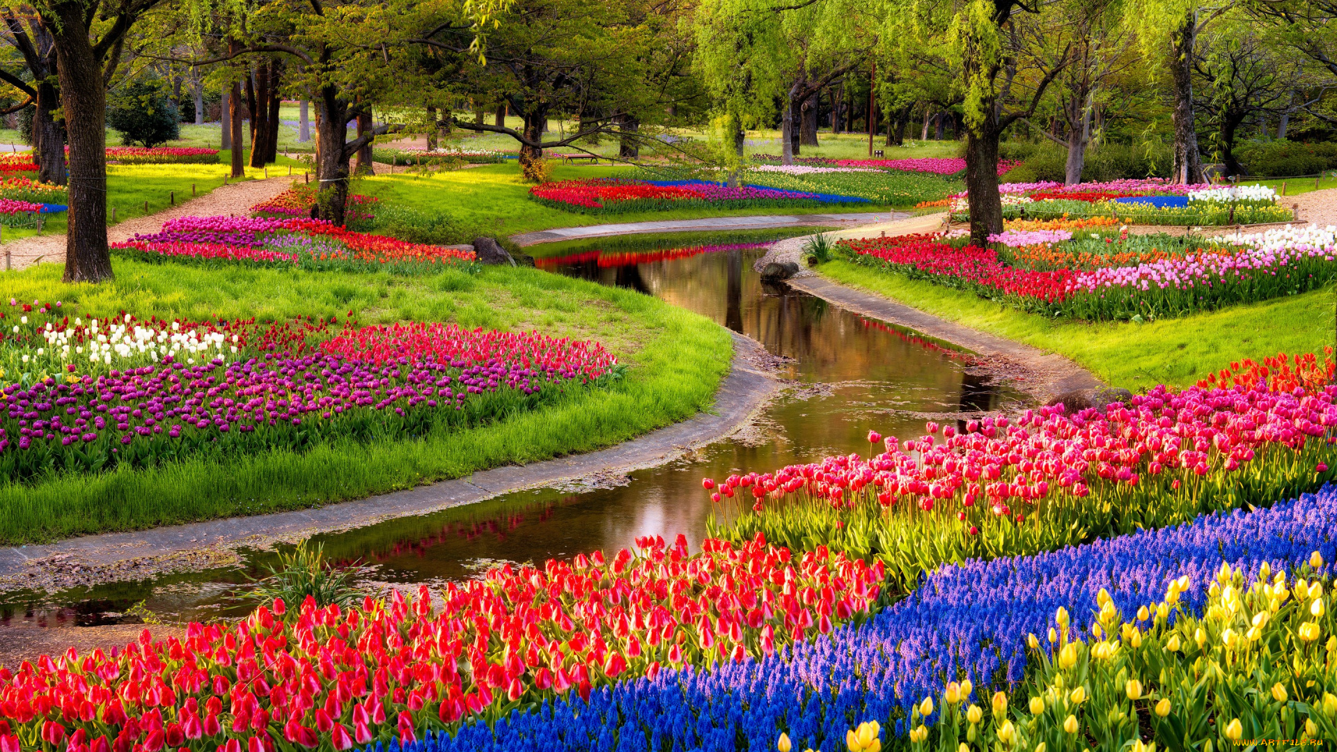 цветы, разные, вместе, тюльпаны, синие, мускари, восход, парк, пруд, деревья