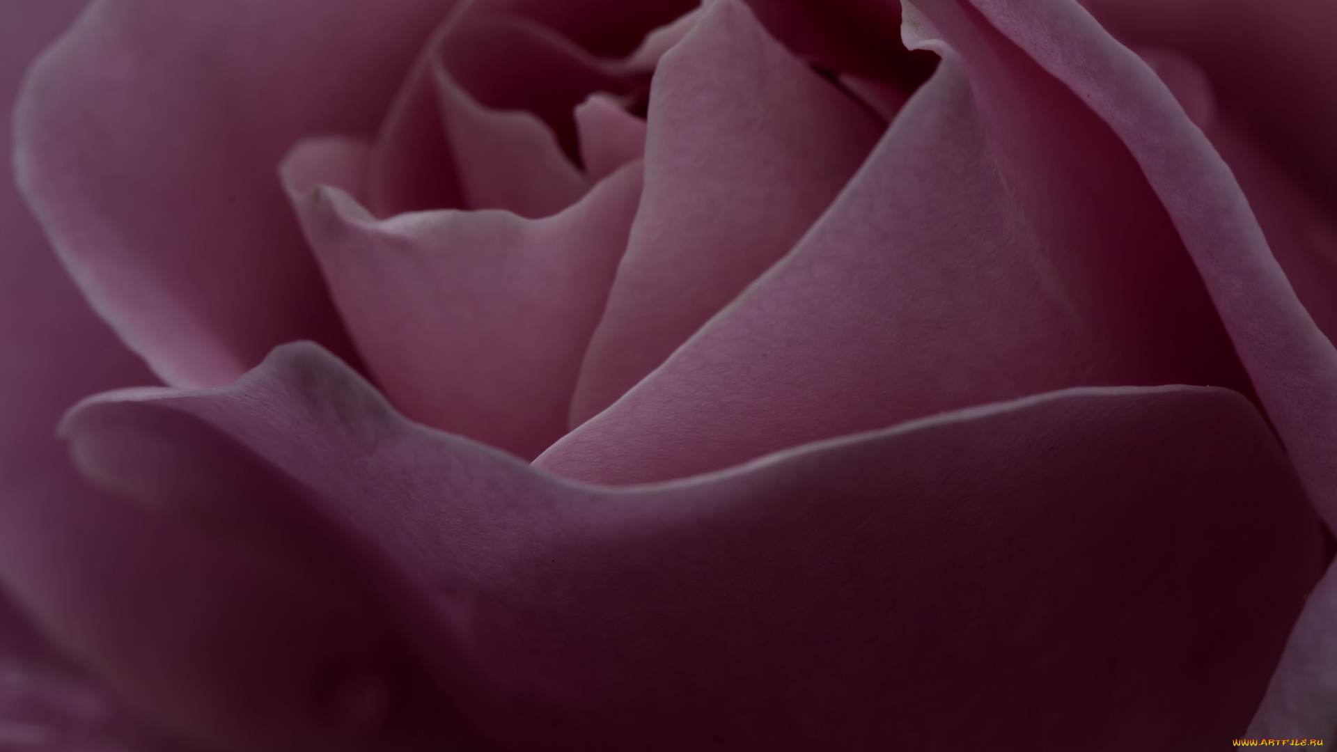 цветы, розы, розовая
