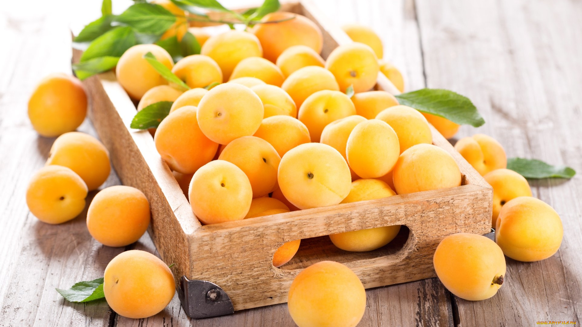 еда, персики, , сливы, , абрикосы, фрукты, много, желтые, абрикосы, спелые