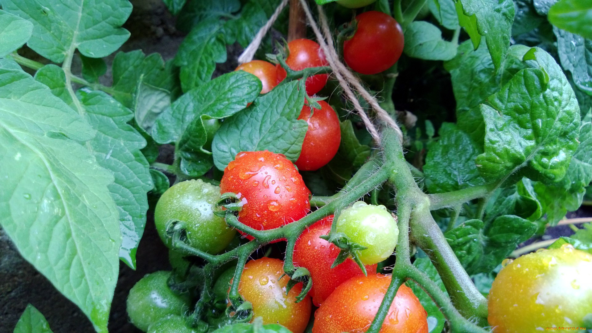 природа, плоды, помидоры, томаты