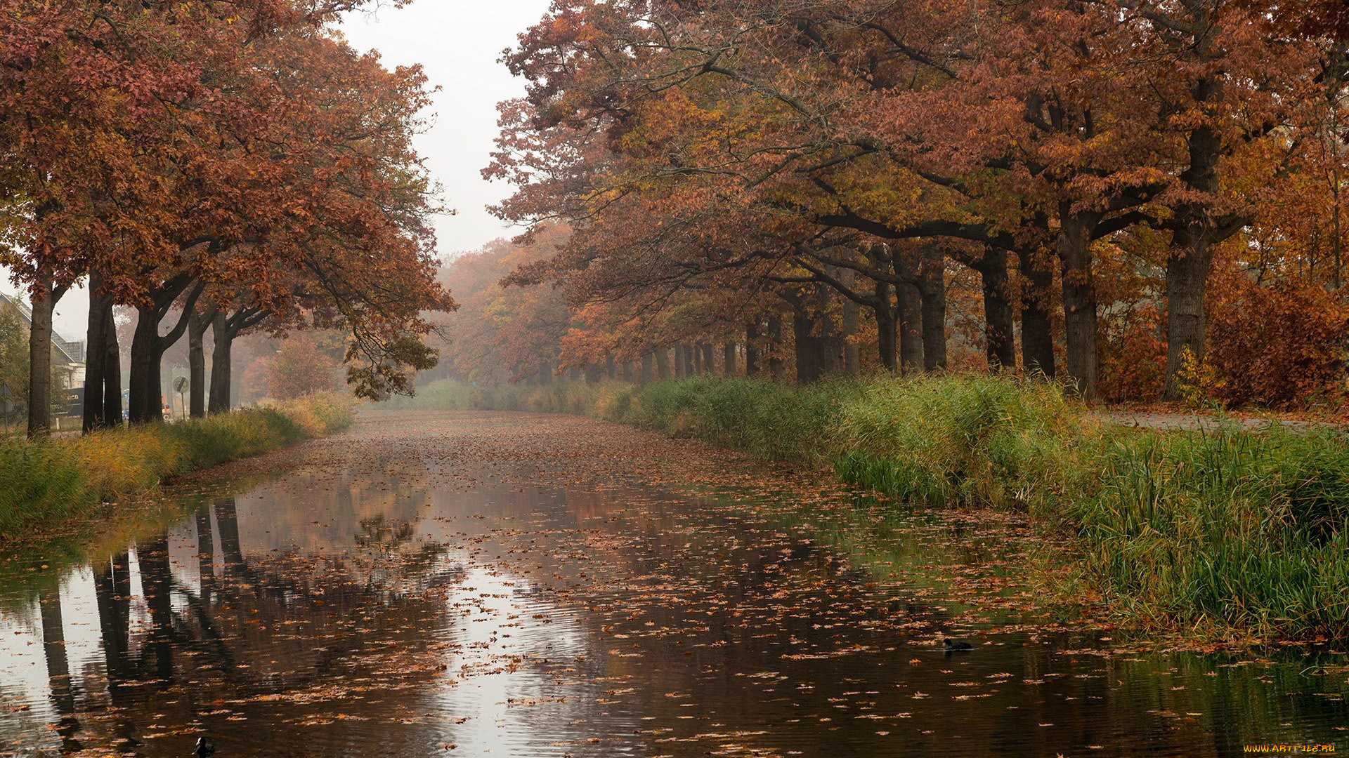 природа, реки, озера, деревья, листопад, река, листья, осень