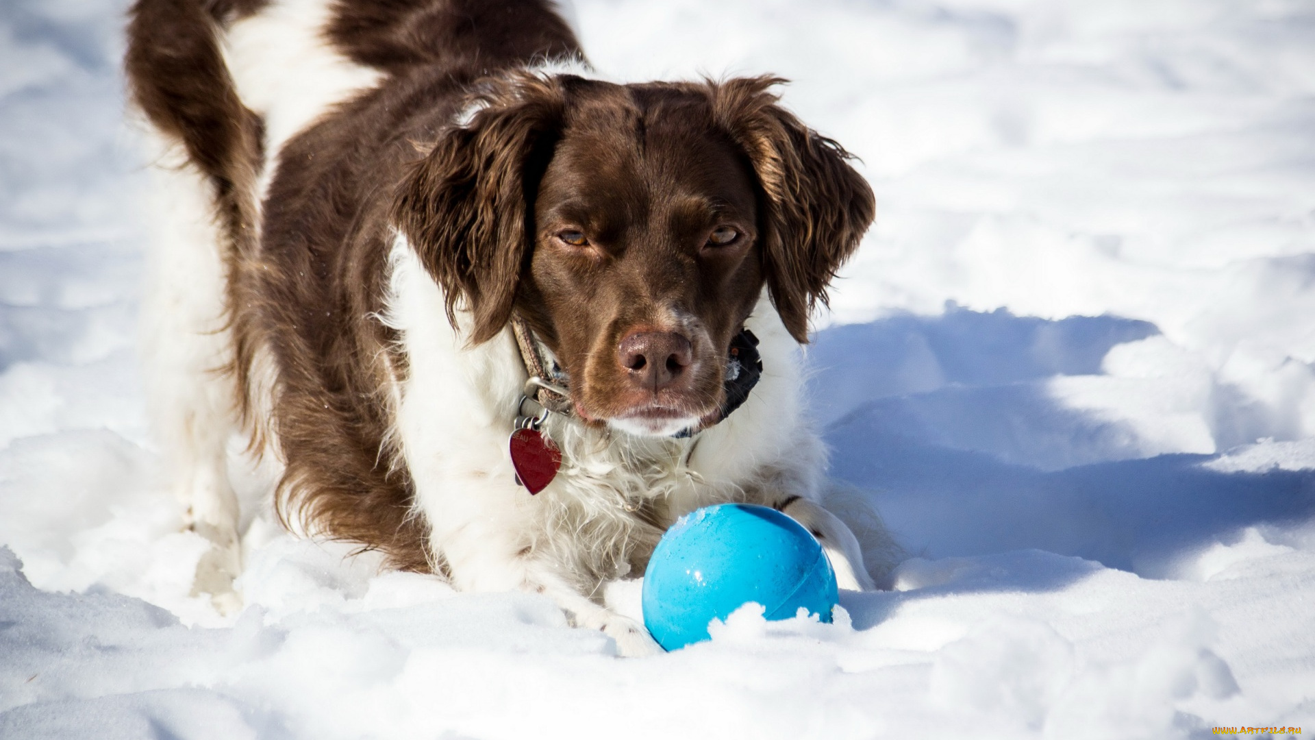 животные, собаки, снег, мяч, брелок