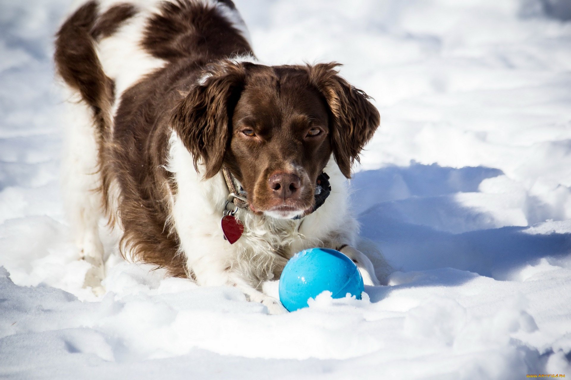 животные, собаки, снег, мяч, брелок