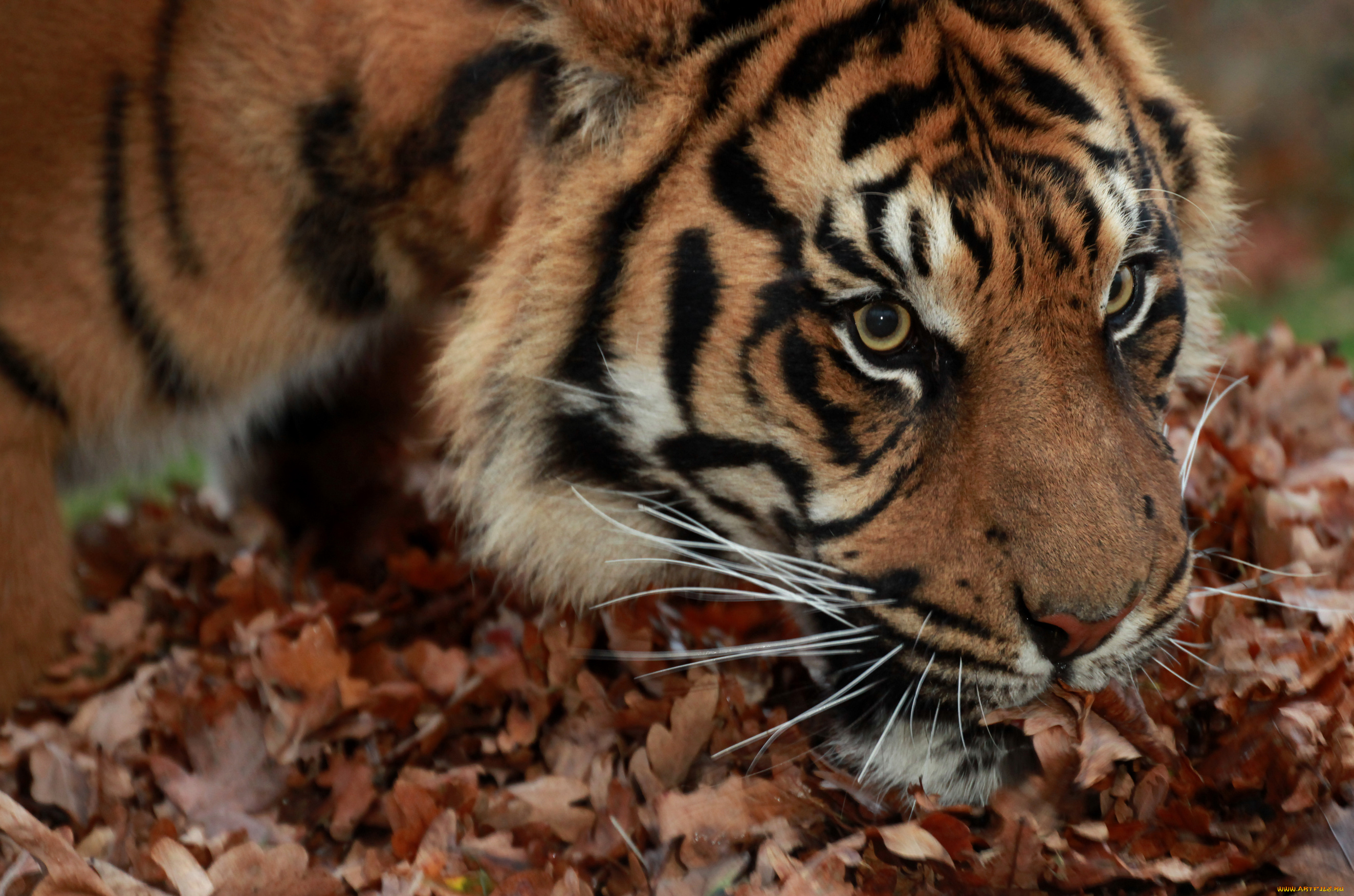 животные, тигры, осень, листья, тигр