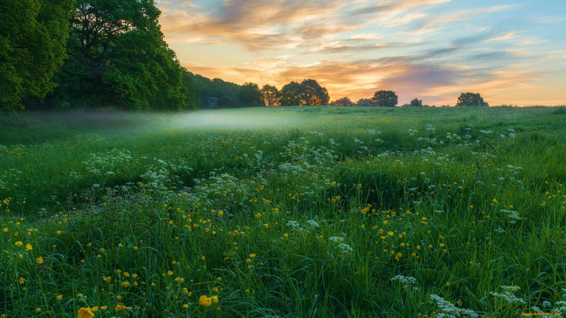 rushmere, bedfordshire, uk, природа, луга