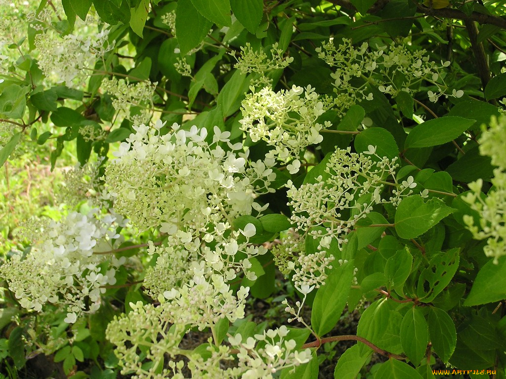 цветы, цветущие, деревья, кустарники