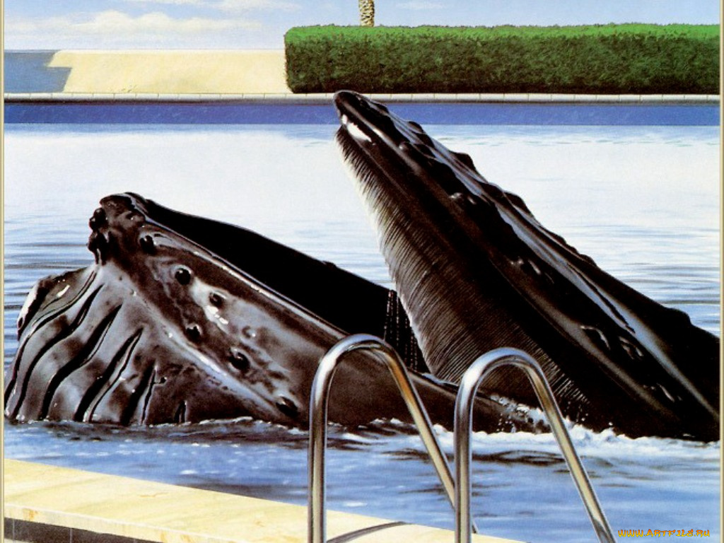 кит, бассейне, рисованные, животные