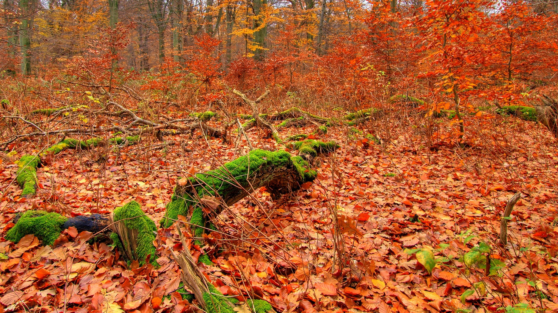 autumn, forest, природа, лес, листва, осень, трава