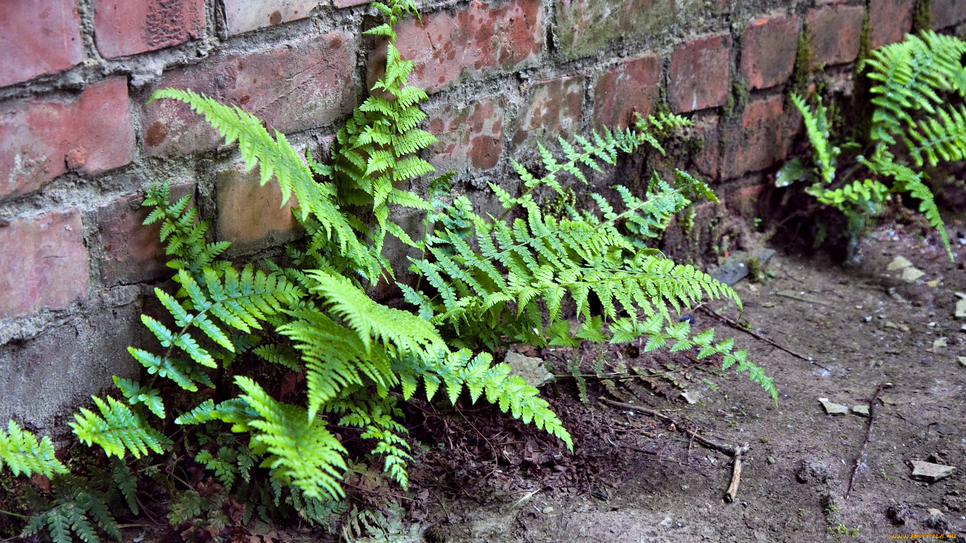 fern, on, the, wall, природа, другое, папоротник, стена