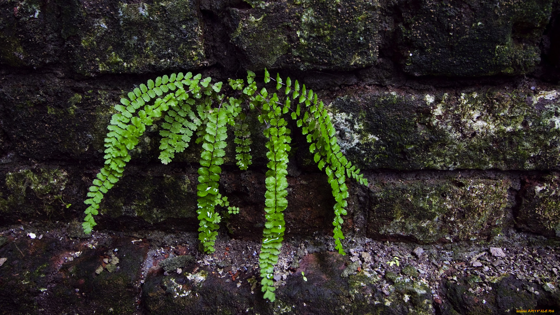 fern, природа, листья, стена, папоротник, обувь