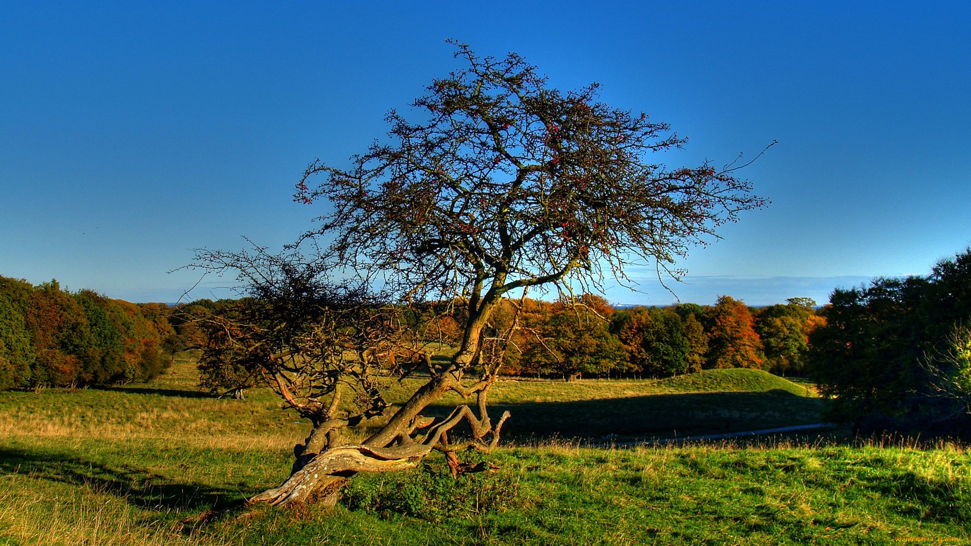 old, apple, tree, природа, деревья, яблоня, старая