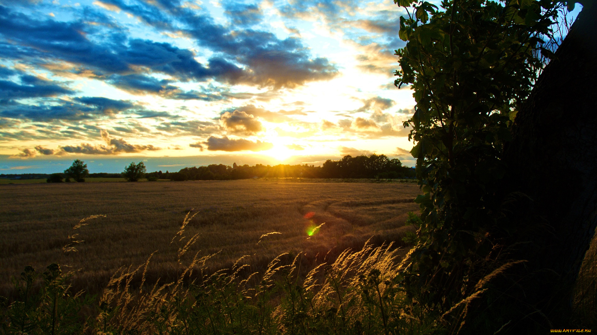 sunset, over, cornfield, природа, восходы, закаты, поле, свет, блики, закат