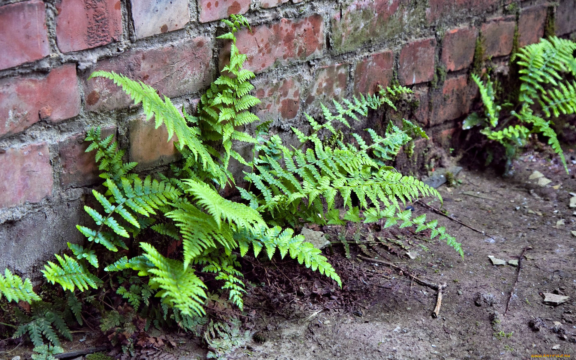 fern, on, the, wall, природа, другое, папоротник, стена