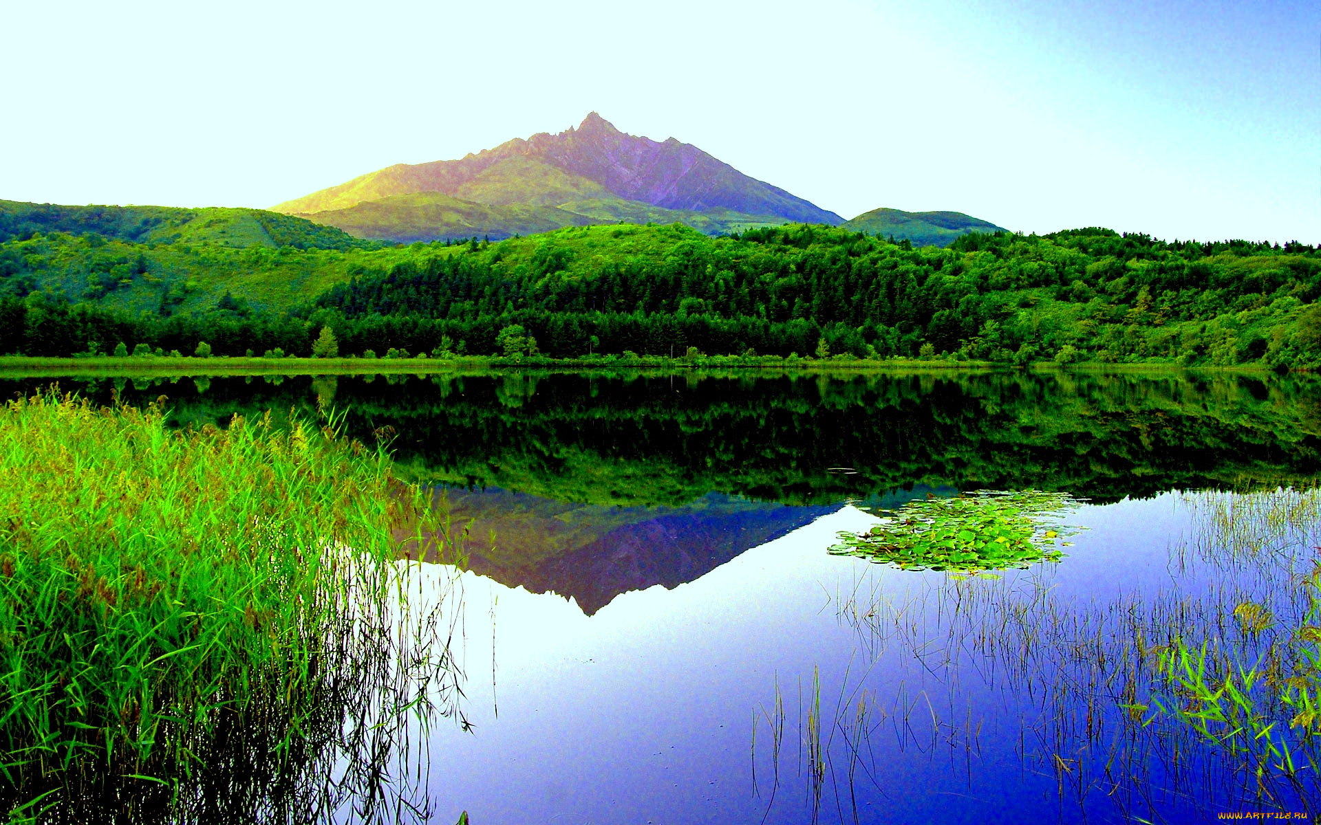 green, forest, lake, природа, реки, озера, река, растительность