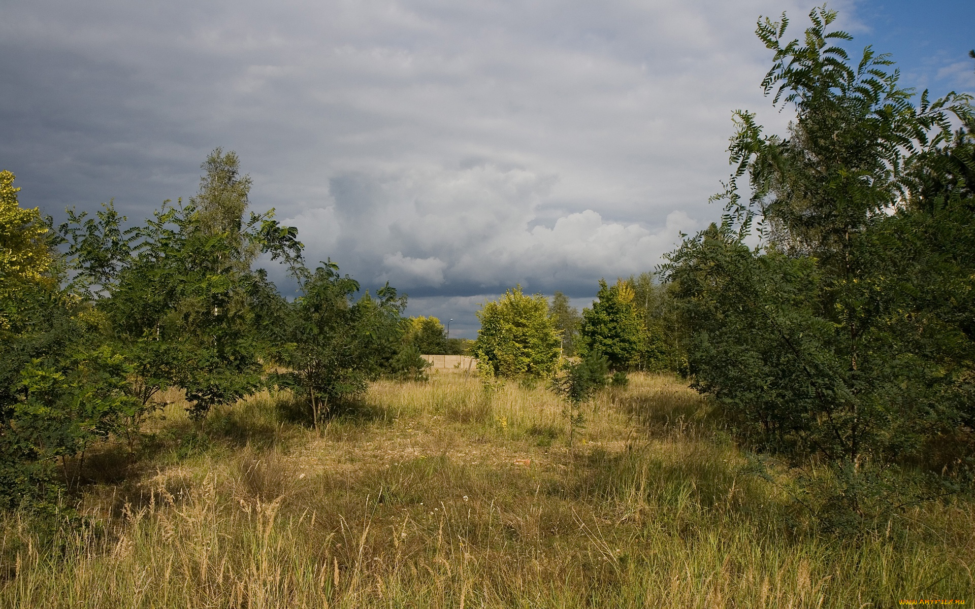 landscape, природа, лес, трава, деревья, редколесье