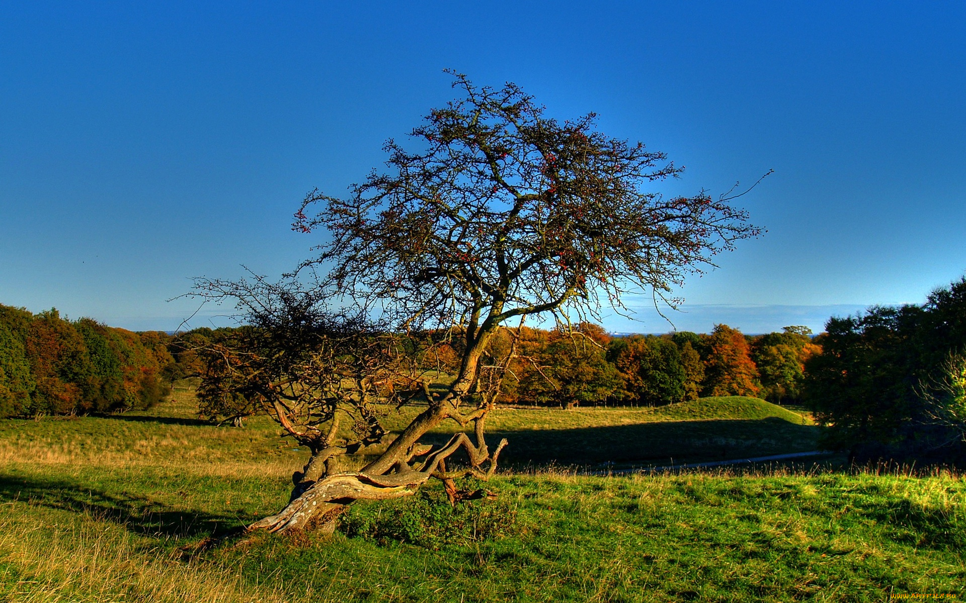 old, apple, tree, природа, деревья, яблоня, старая