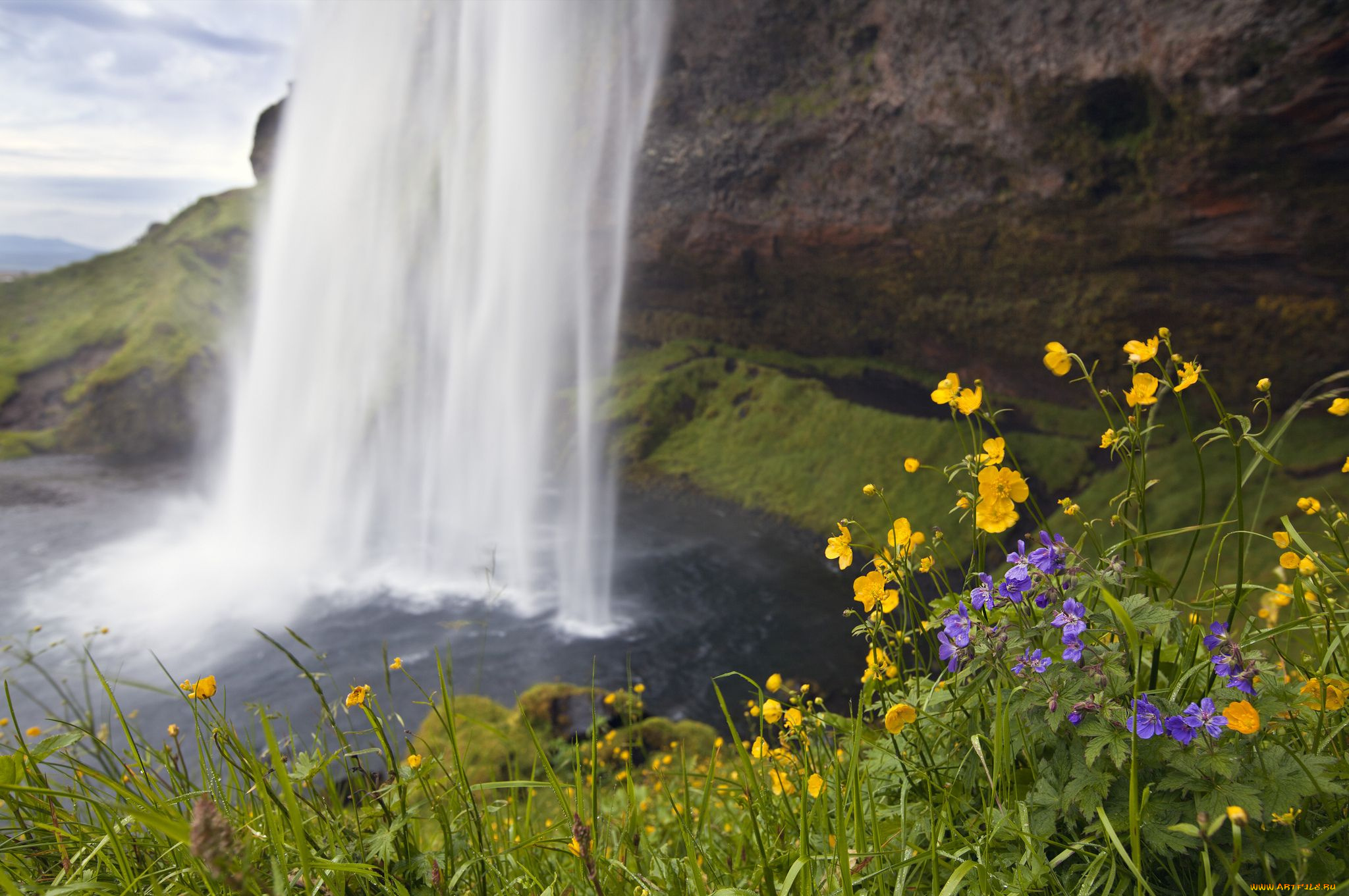 seljalandsfoss, iceland, природа, водопады, цветы, исландия