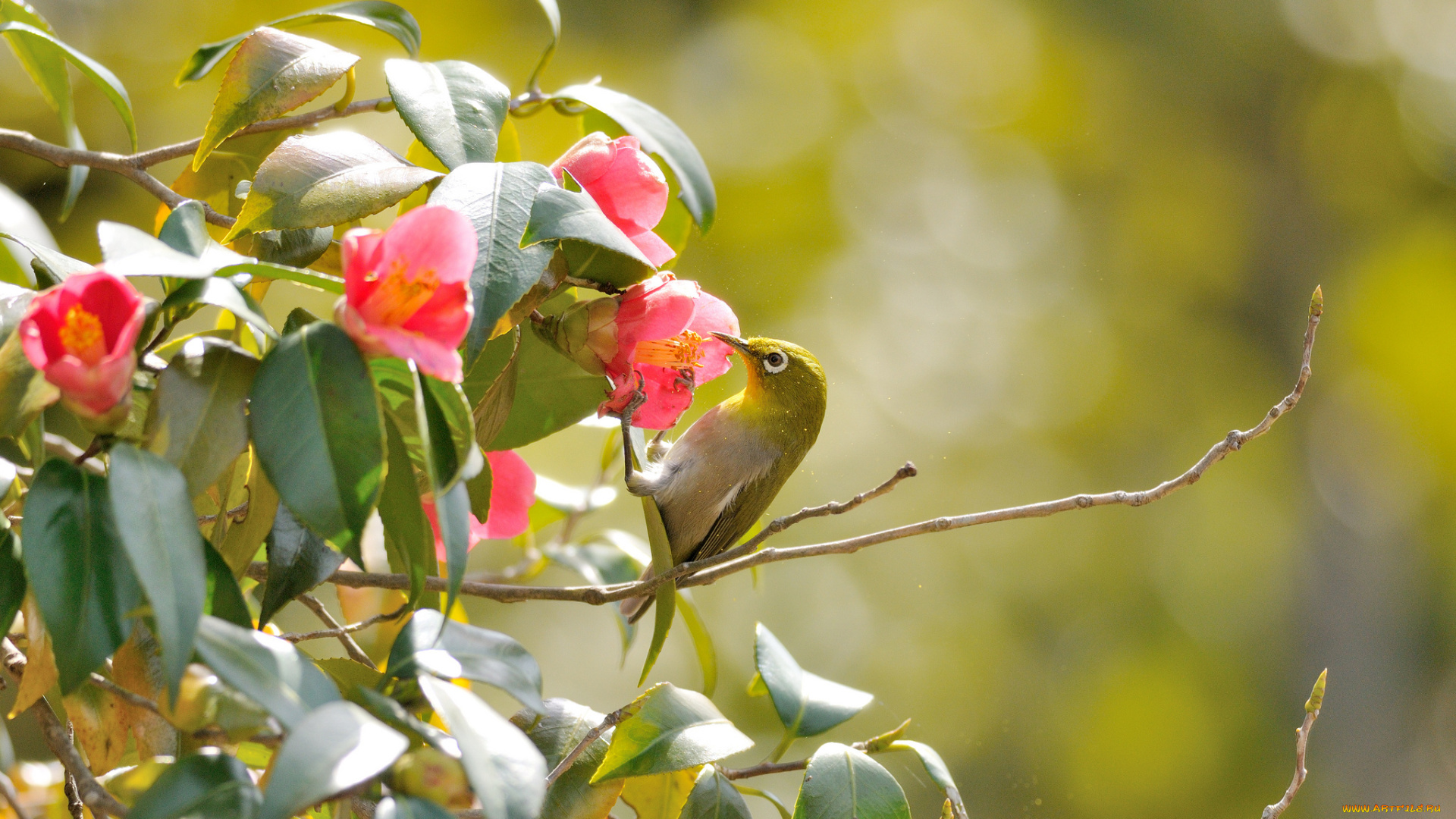 животные, белоглазки, ветки, птица, flowers, branches, bird, the, white-eye, pink, camellia, leaves, цветы, листья, розовые, камелии, белоглазка