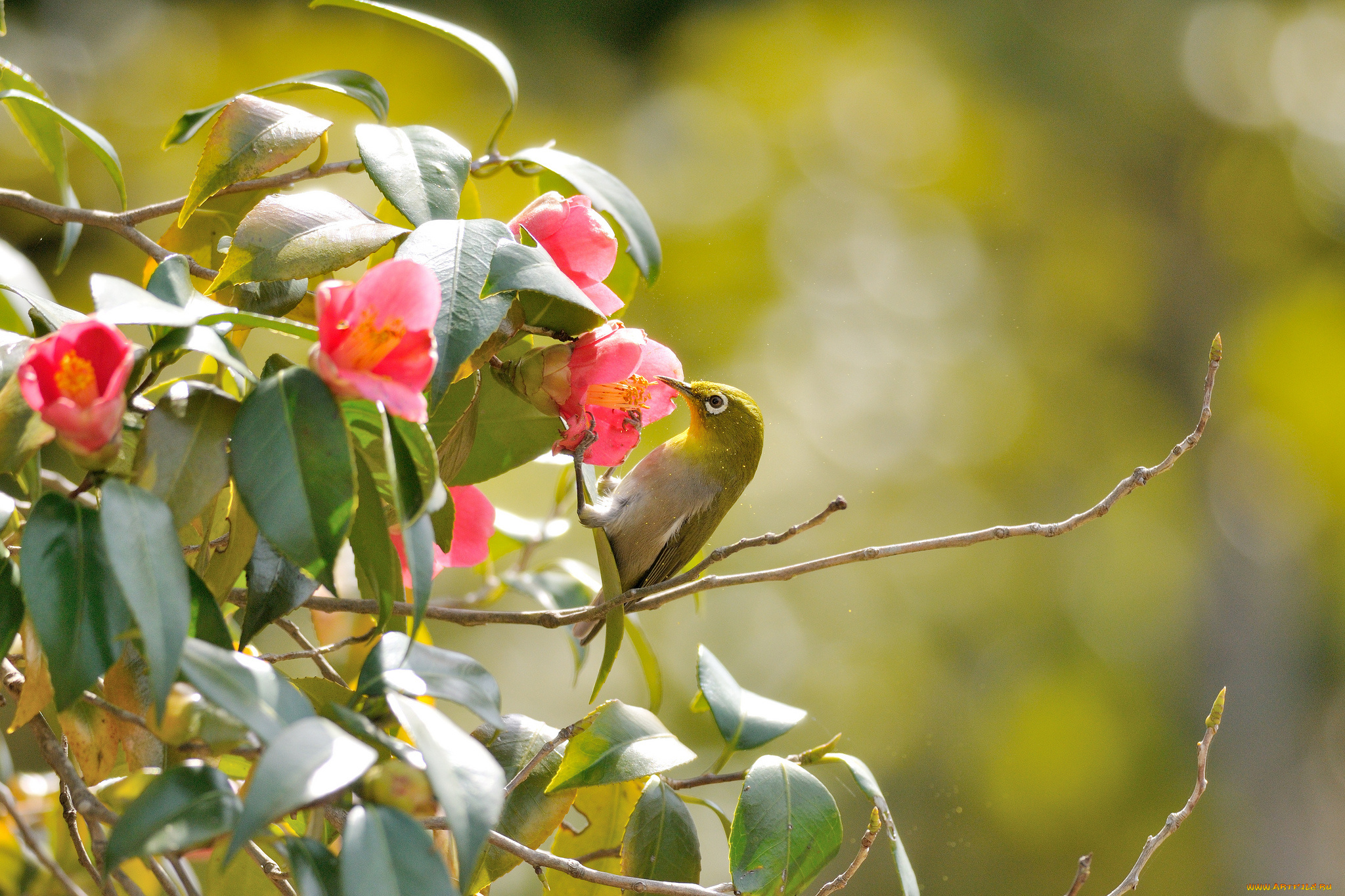 животные, белоглазки, ветки, птица, flowers, branches, bird, the, white-eye, pink, camellia, leaves, цветы, листья, розовые, камелии, белоглазка