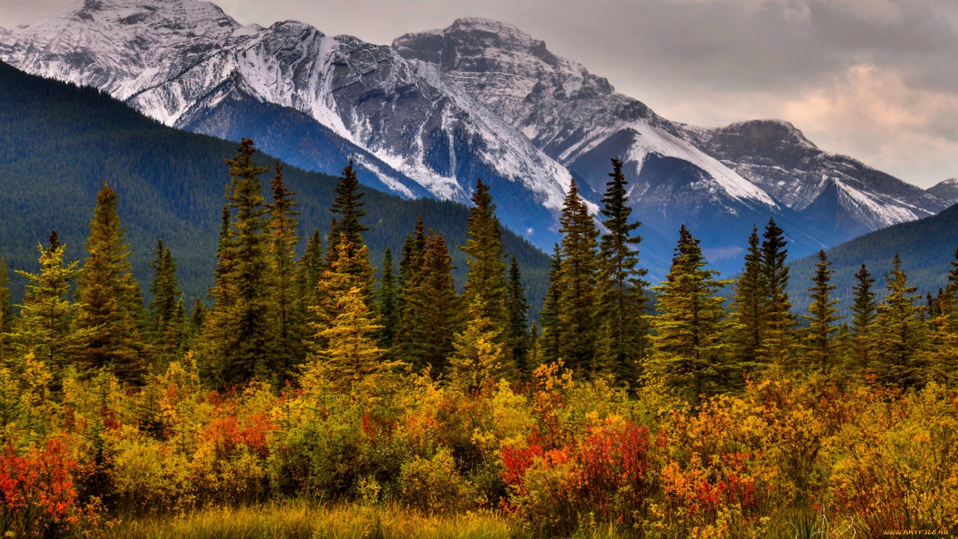 природа, горы, канада, канадские, скалистые, деревья, кусты, осень