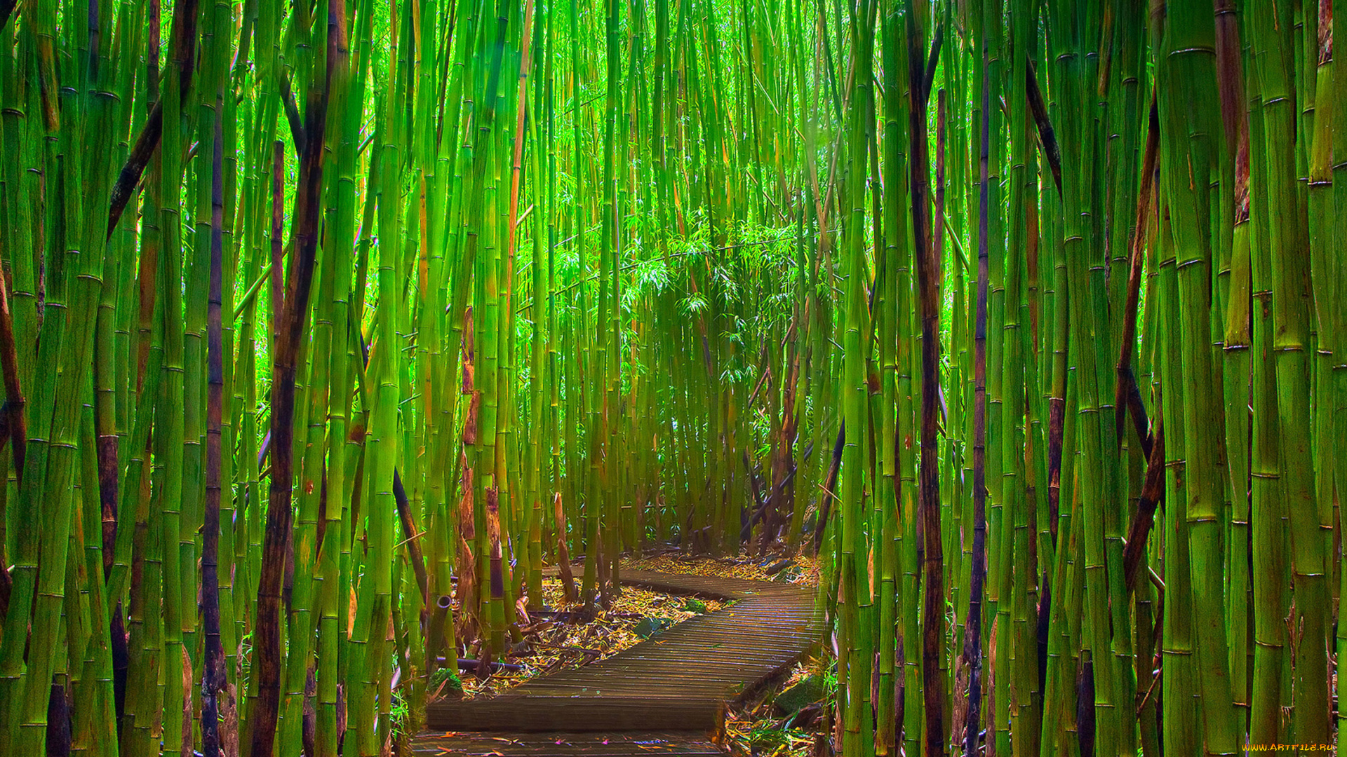 природа, лес, дорога, бамбук
