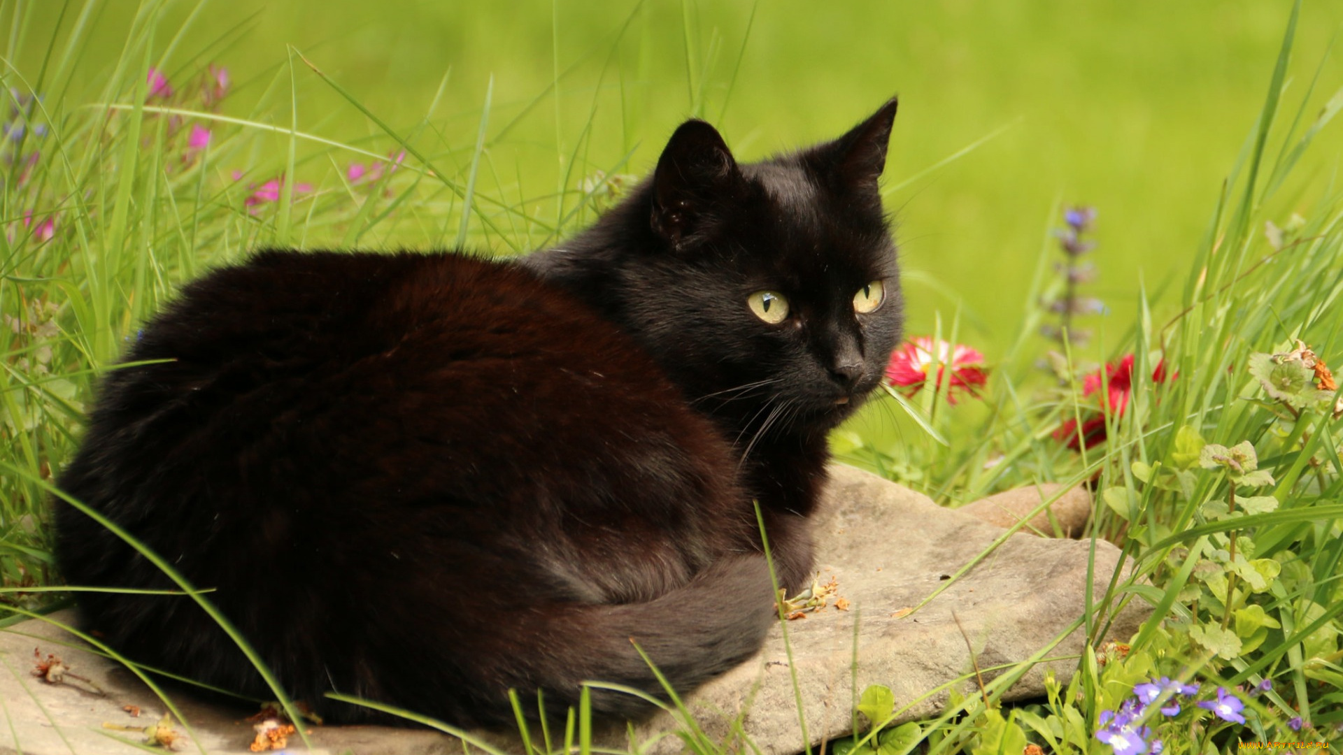 животные, коты, черный, цвет